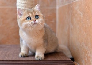 Шиншилла. Завуалированный Золотой Окрас Британских Кошек. Фото золотых британцев: британских котят, котов, кошек. Золотой британский кот: стандарт окраса. Золотистые британцы: фото галерея.